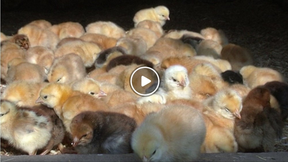 Working together for healthy chicks  - Access Agriculture