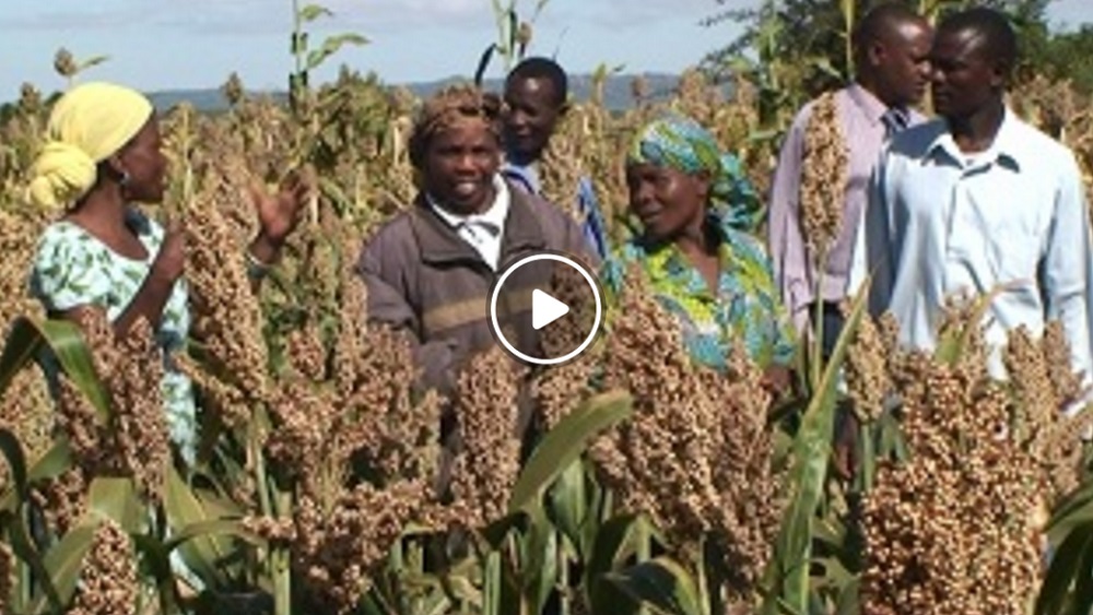 Succeed with Seeds  - Access Agriculture