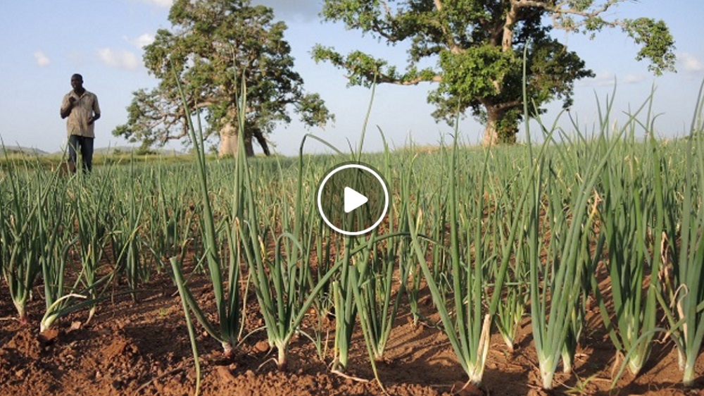 Installing an onion field - Access Agriculture