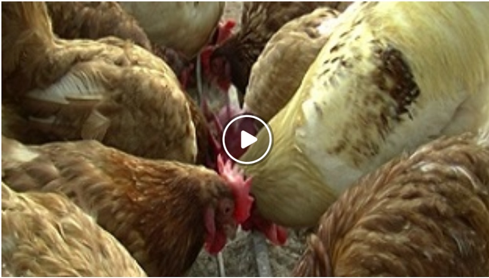 Feeding improved chickens - Access Agriculture