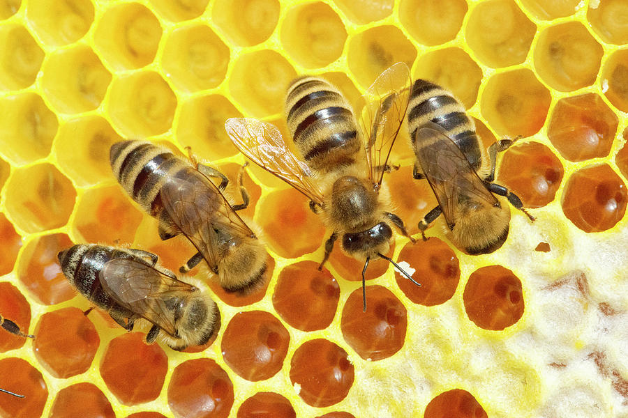 مذكرة عن النحل
